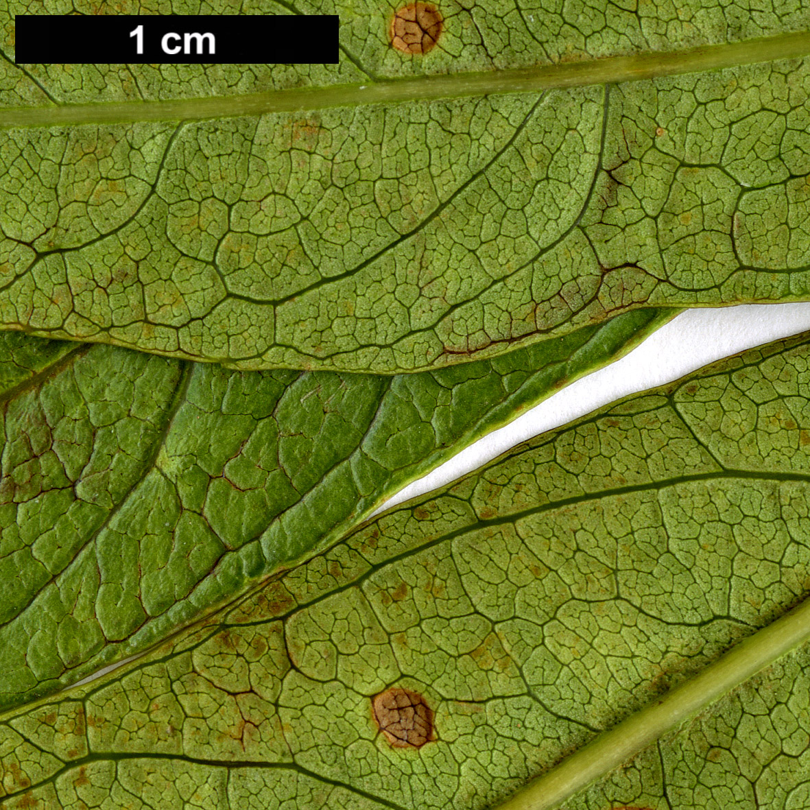 High resolution image: Family: Oleaceae - Genus: Fraxinus - Taxon: coriacea
